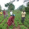 114 farmers' groups up and running in Central Uganda