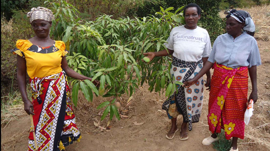 Women with their new mango trees