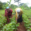 New skills help Ugandan farmers to thrive