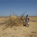 Increasing self-sufficiency for pastoralists in Afar, Ethiopia