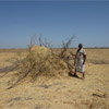 Increasing self-sufficiency for pastoralists in Afar, Ethiopia