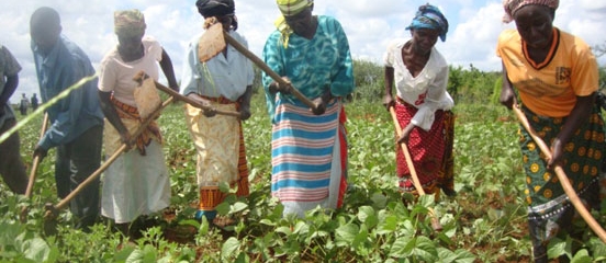 Kenyan farmers show thirst for adapting to climate change