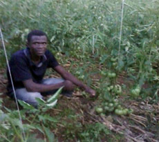 A student shows off his tomato plants