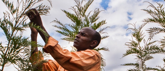 Farm Africa moves towards accreditation for forest carbon payments