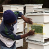 Sweet taste of success for Farm Africa's Bee Team