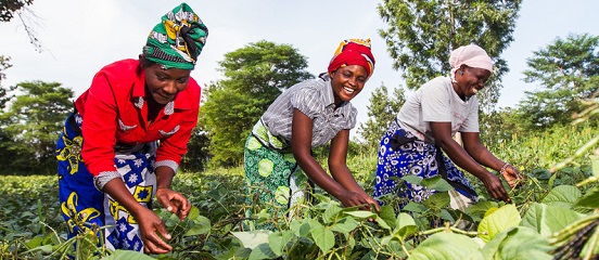 5 reasons why Farm Africa supports agricultural SMEs