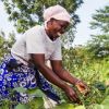 5 reasons why Farm Africa supports agricultural SMEs