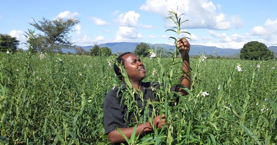 Farm Africa's Tumaini Mkenge counting pods on a sesame plant in Tanzania to estimate its yield.