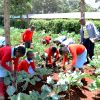 Planting begins in Dagoretti urban gardens