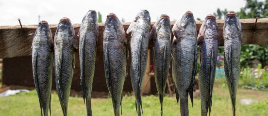 Farm Africa expands fish farming in Kenya 