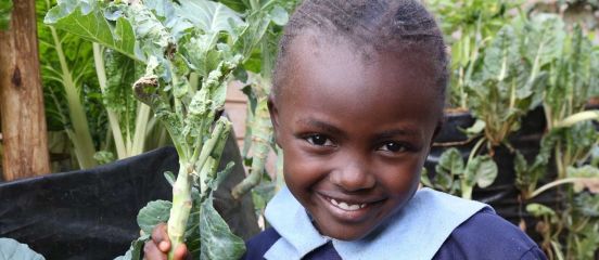 Planting begins in Dagoretti urban gardens