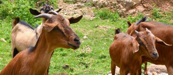 Why we're getting behind #Goatober