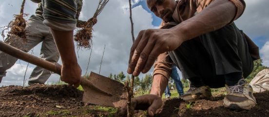  Re-greening the Bale lowlands, one tree at a time