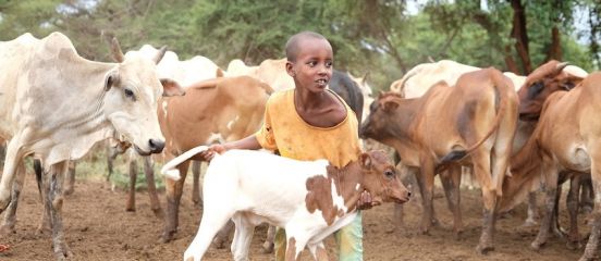 Merial launches #CALFMATTERS fundraising challenge for Farm Africa
