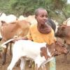 Merial launches #CALFMATTERS fundraising challenge for Farm Africa