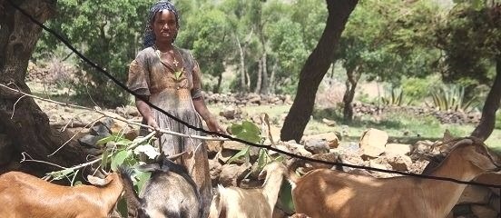 Goat and sheep rearing boosts women's incomes in Ethiopia