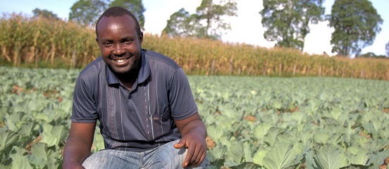 Bumper first harvest for Aldi's Farm Africa project