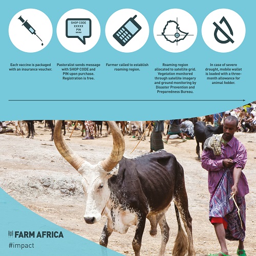 Farm Africa microinsurance for pastoralists in Ethiopia