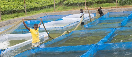 Fish feed trials underway in western Kenya
