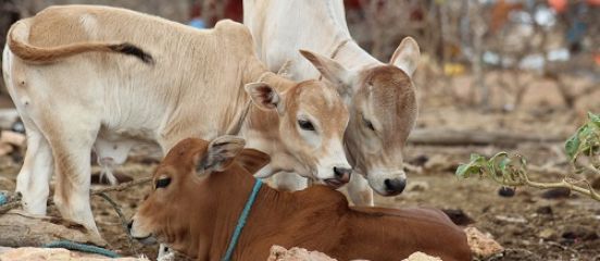 Farm Africa pilots the use of microinsurance to help pastoralists