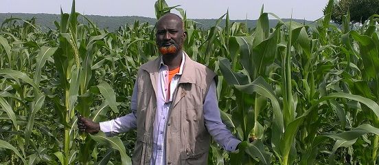 Bringing maize back to farms in Bale