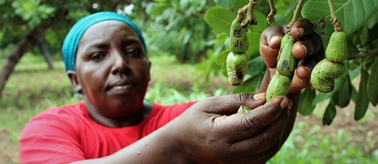 One million new cashew trees for coastal Kenya