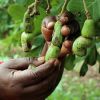 One million new cashew trees for coastal Kenya