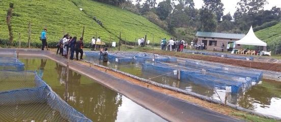 Farm Africa and WorldFish set to release findings for the acclaimed feed versus strain trials