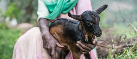 New Farm Africa project to boost Ugandan and Ethiopian women's livelihoods and nutrition