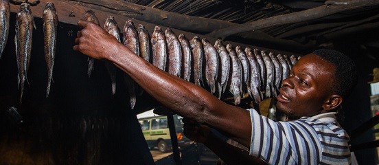 Farm Africa unveils online training portal for fish farmers