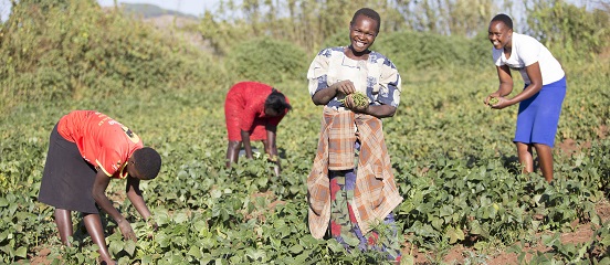 French beans from a Farm Africa project hit Aldi's shelves