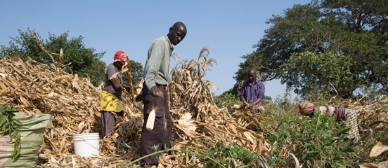 Ugandan and Tanzanian cooperatives wage war on waste and poverty
