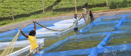 Larger fingerlings key to scaling up Kenya's aquaculture industry