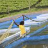 Larger fingerlings key to scaling up Kenya's aquaculture industry