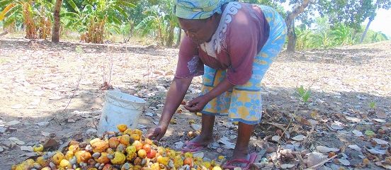 Revived cashew trees reviving Anna's income