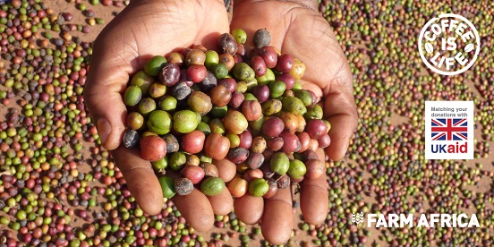 Coffee cherries held in a farmer's hands