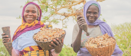 Making business scents: how incense harvesting is protecting an Ethiopian forest