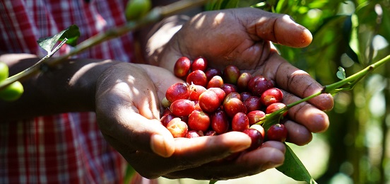 Handful of red coffee cherries in Ethiopia.