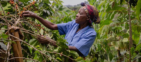 Joy Kabonde a Ugandan coffee farmer working with Farm Africa. 