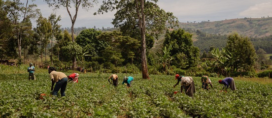 Workers on Rachel's bean farm in western Kenya.