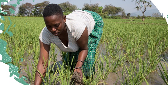 A Tanzanian rice farmer