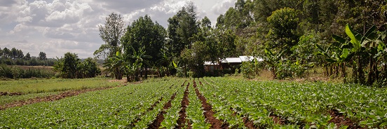 Rows of crops in Trans Nzoia Kenya