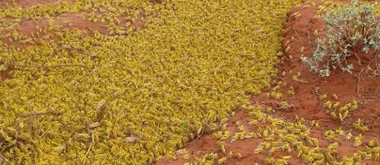 Desert locust infestation threatens harvests across eastern Africa