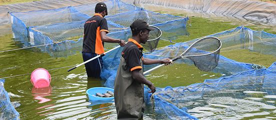 Strengthening the aquaculture ecosystem in Kenya