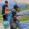 Strengthening the aquaculture ecosystem in Kenya
