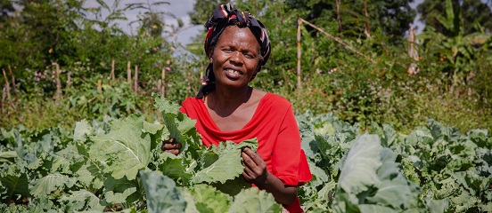 Western Kenya survey highlights the impact of COVID-19 on smallholders
