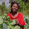 Western Kenya survey highlights the impact of COVID-19 on smallholders