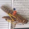 Community-led action critical for locust livelihood response in the Greater Horn of Africa