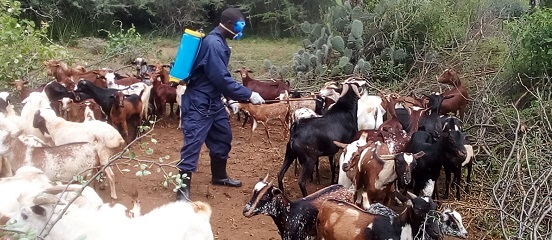 Supporting Ugandan women to keep goats healthy through COVID-19 pandemic