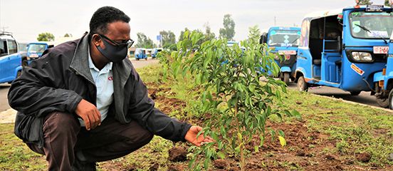 Farm Africa proud to support Ethiopia's 2020 Green Legacy Campaign 